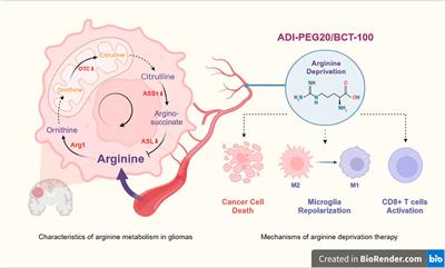 Therapeutic potential of arginine deprivation therapy for gliomas: a systematic review of the existing literature